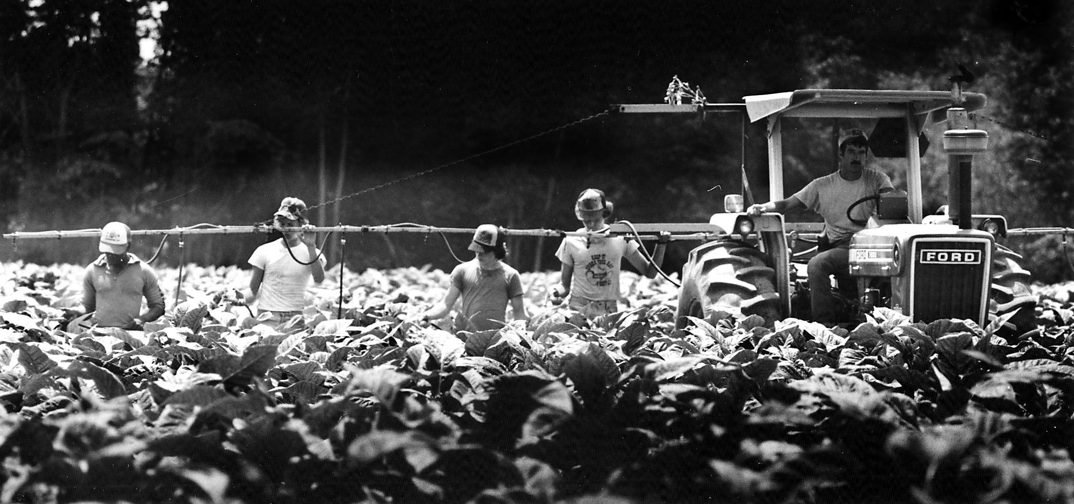 1982-07-20 Tobacco picking